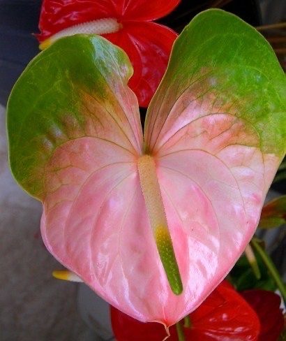 Anturium kolorowy