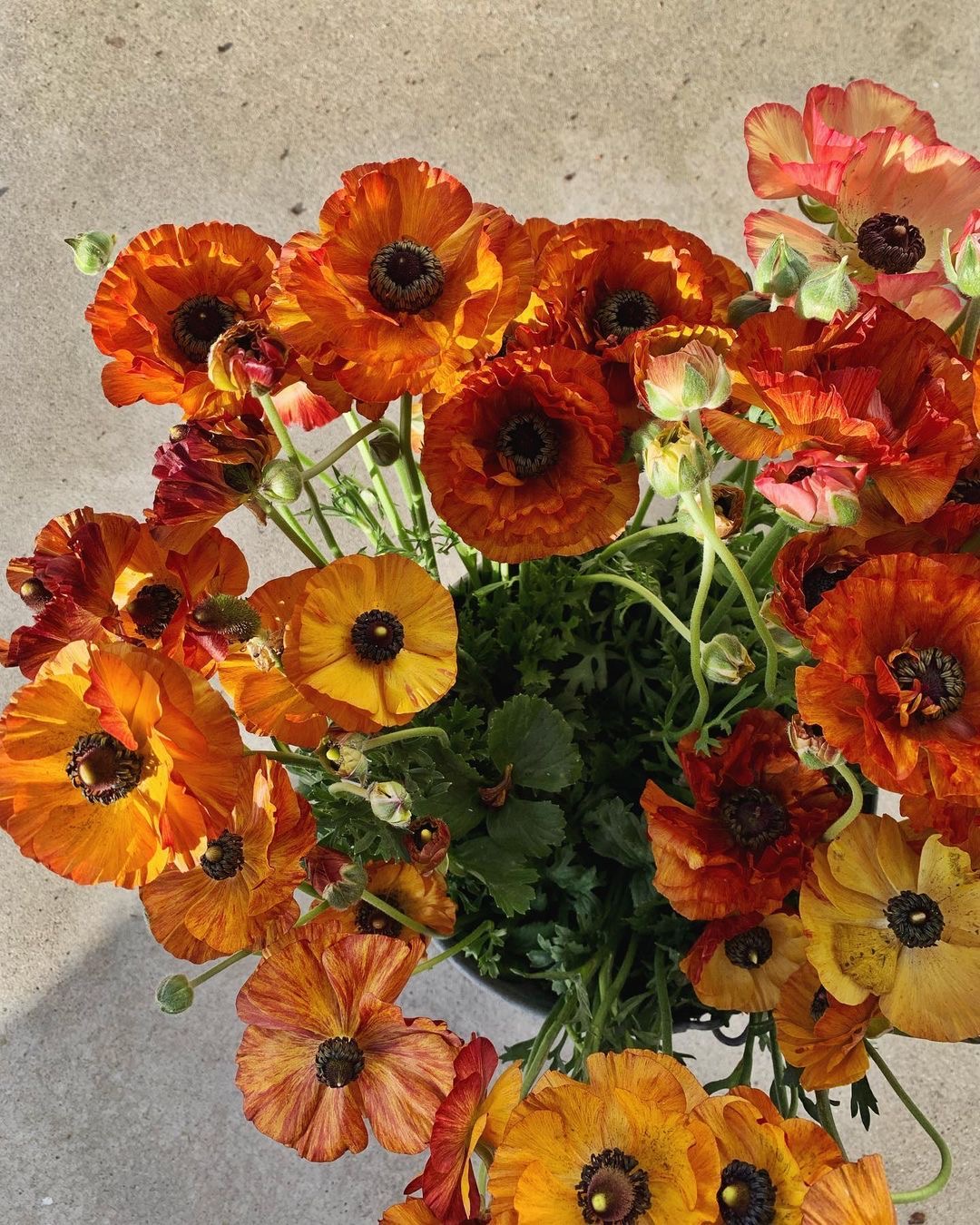 Anemony pomarańczowe