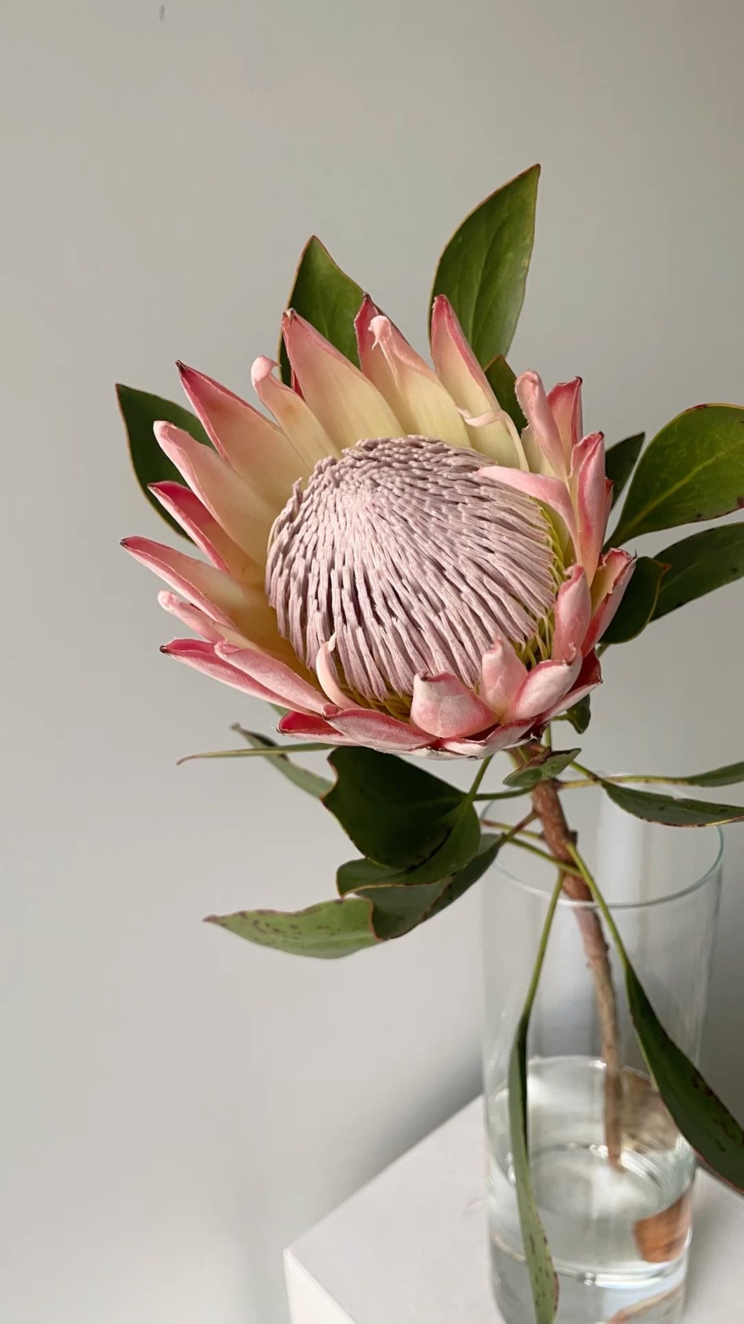 Protea