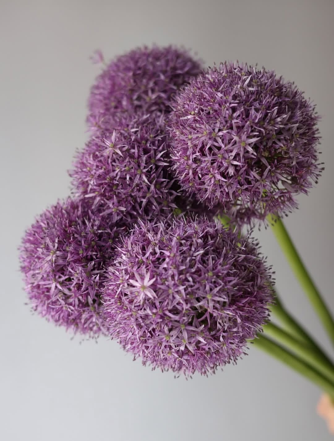 Allium