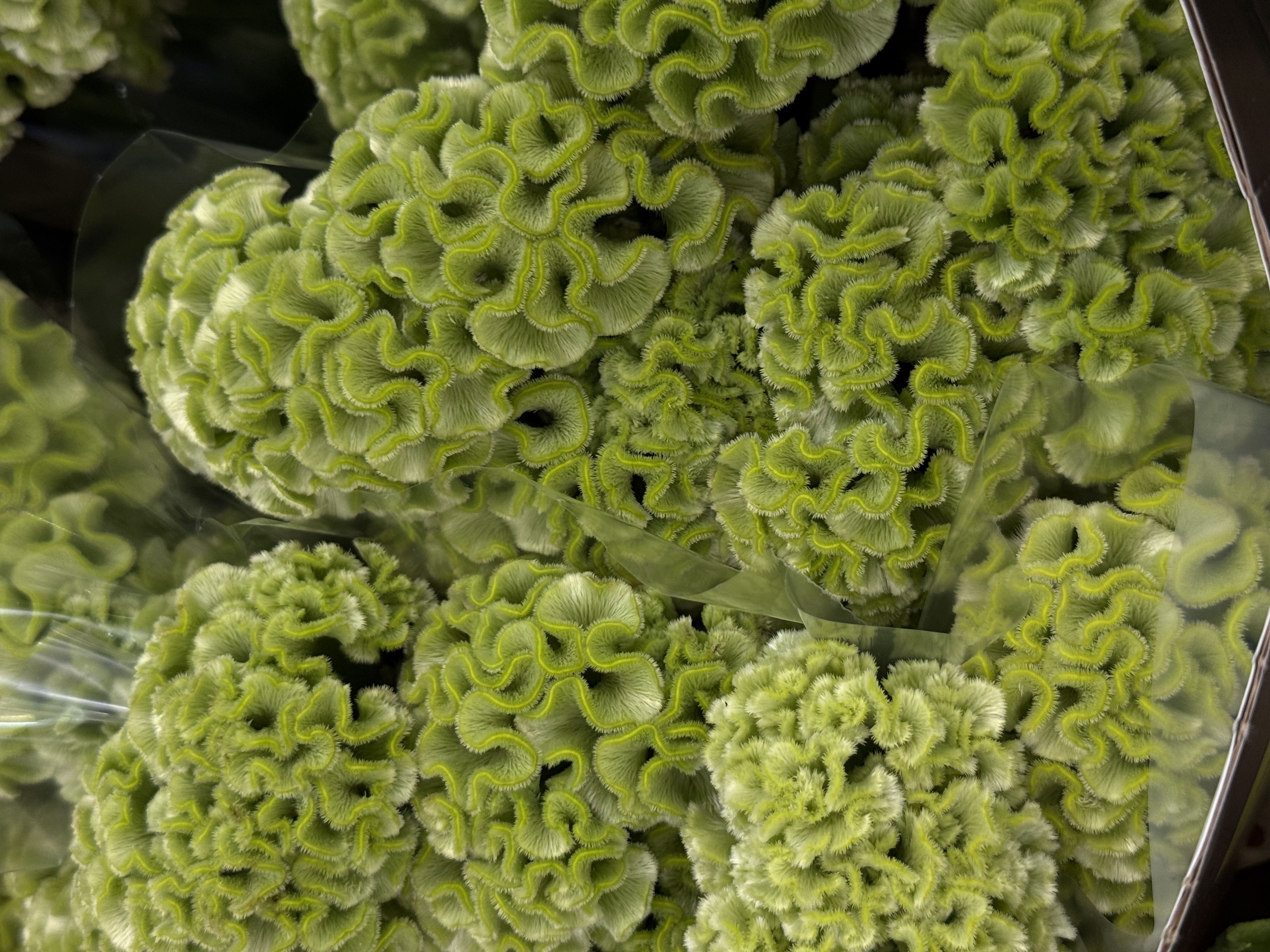 Celosia zielona
