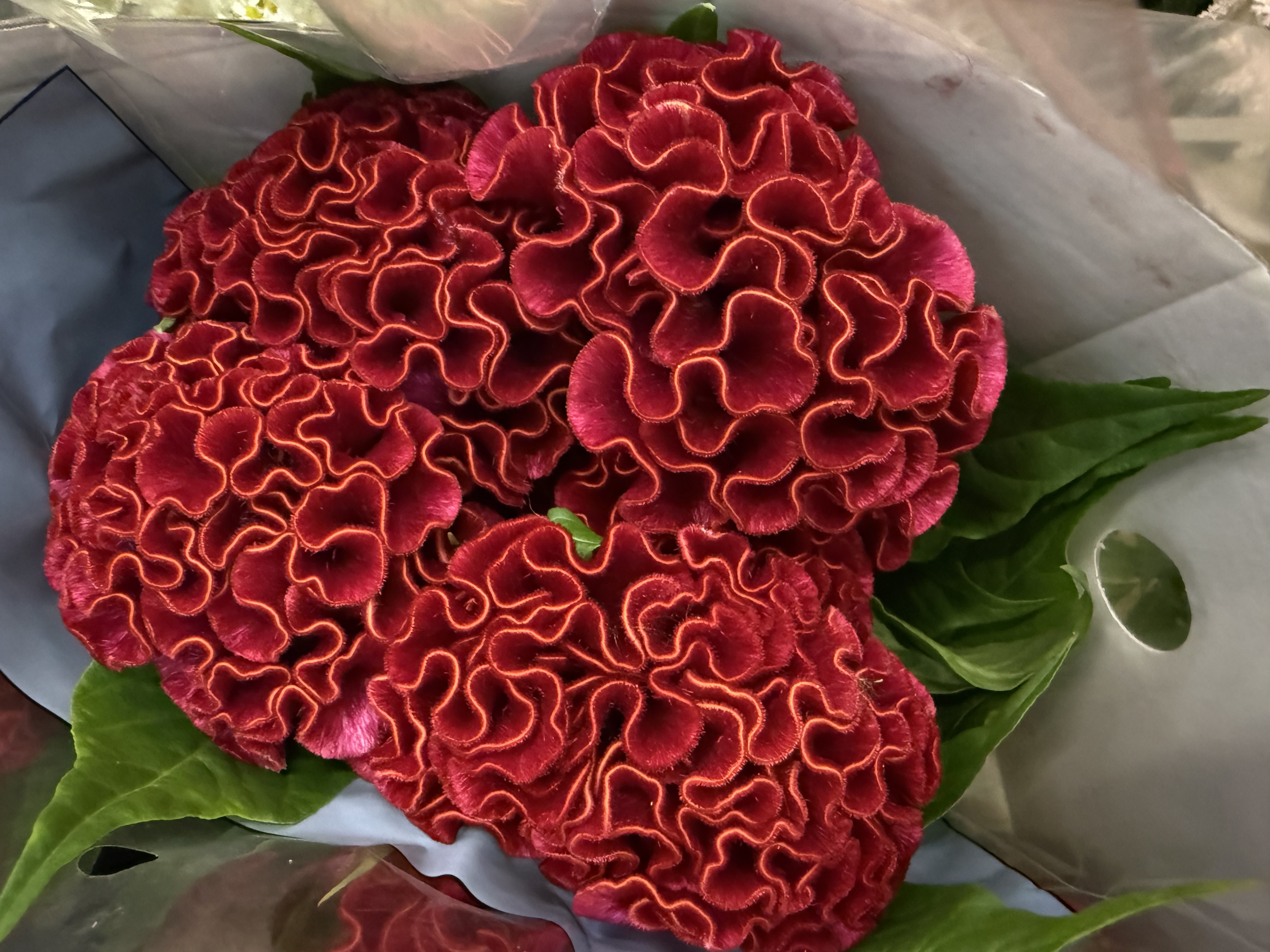 Celosia czerwona