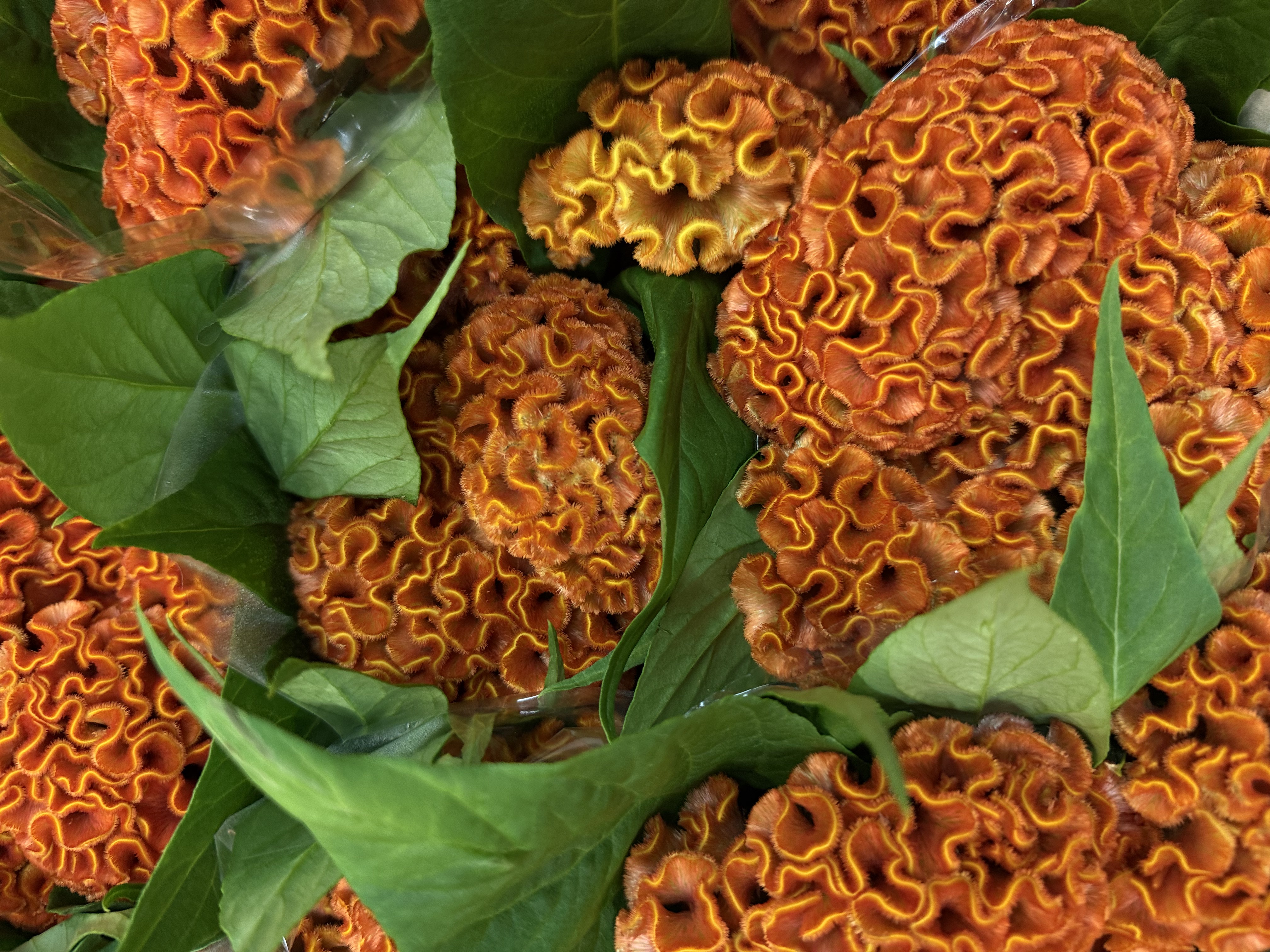 Celosia pomarańczowa