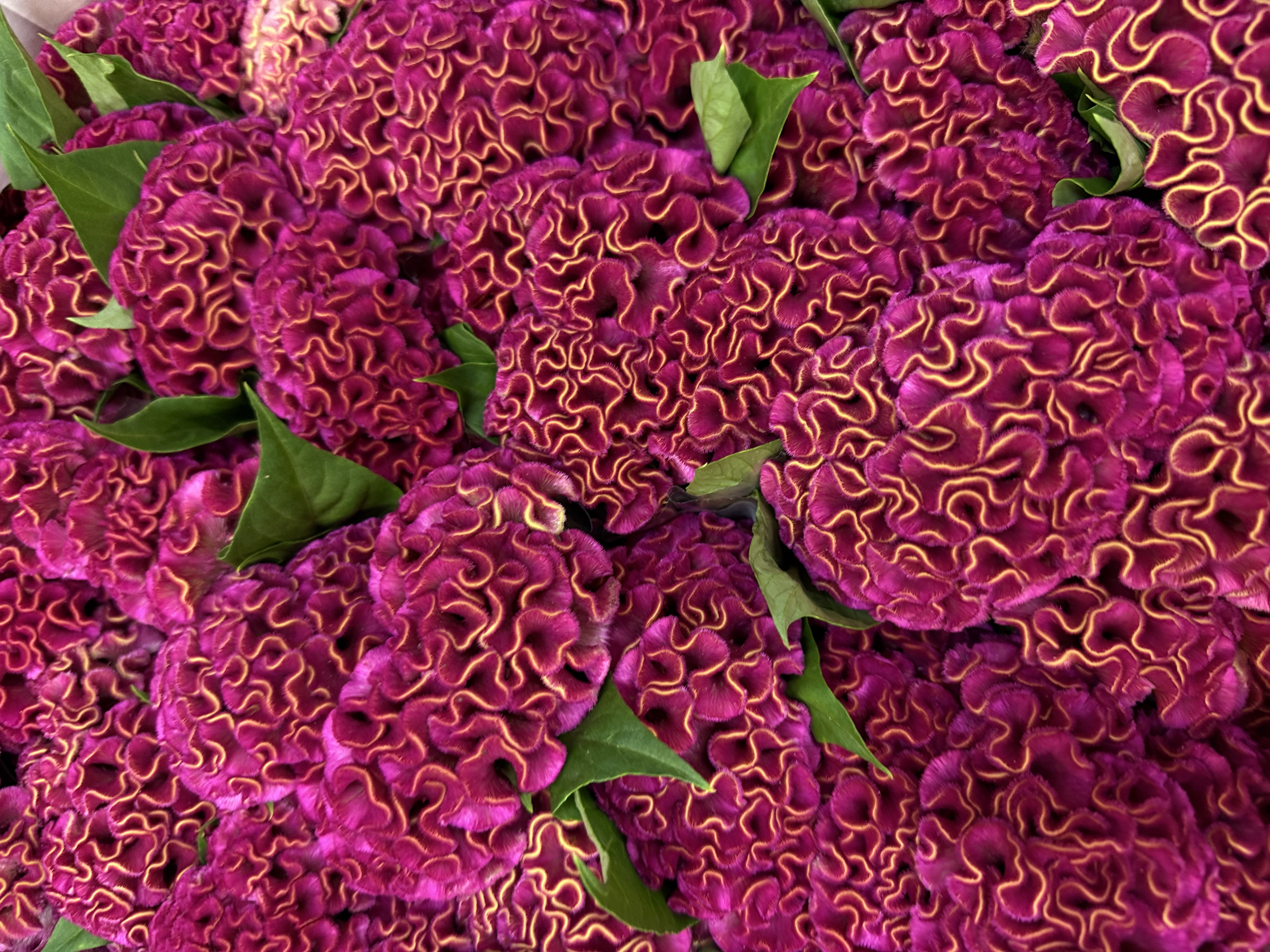 Celosia różowa