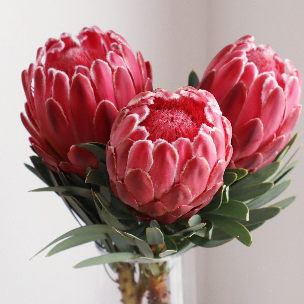 Protea