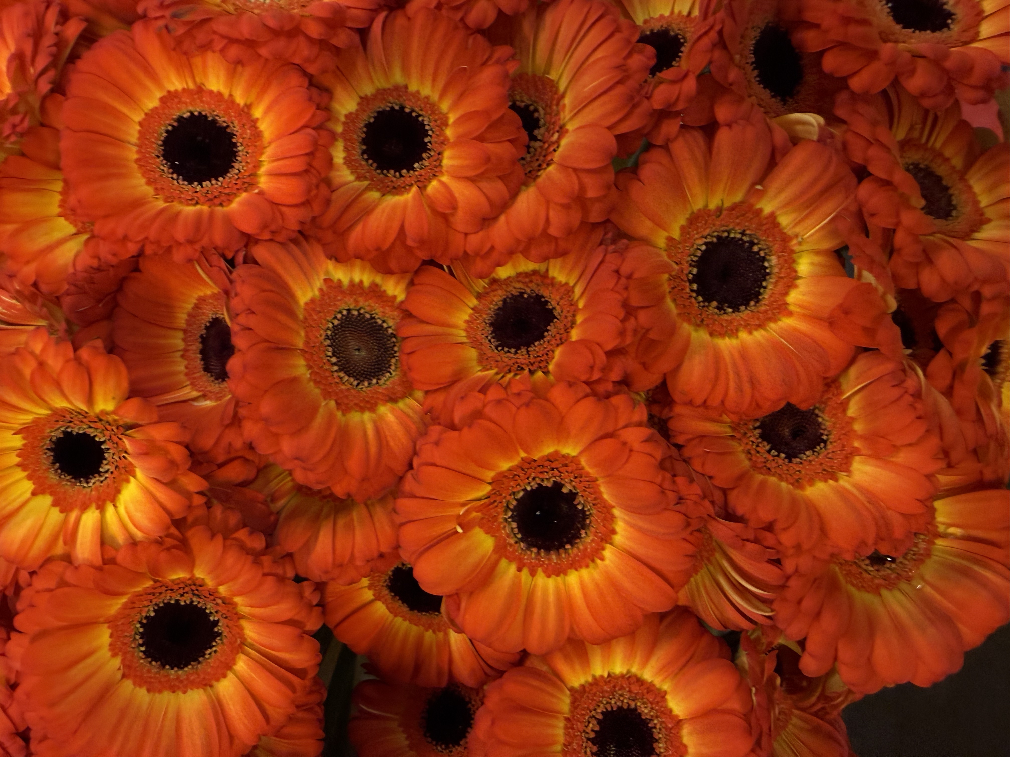 Gerbera M20-010