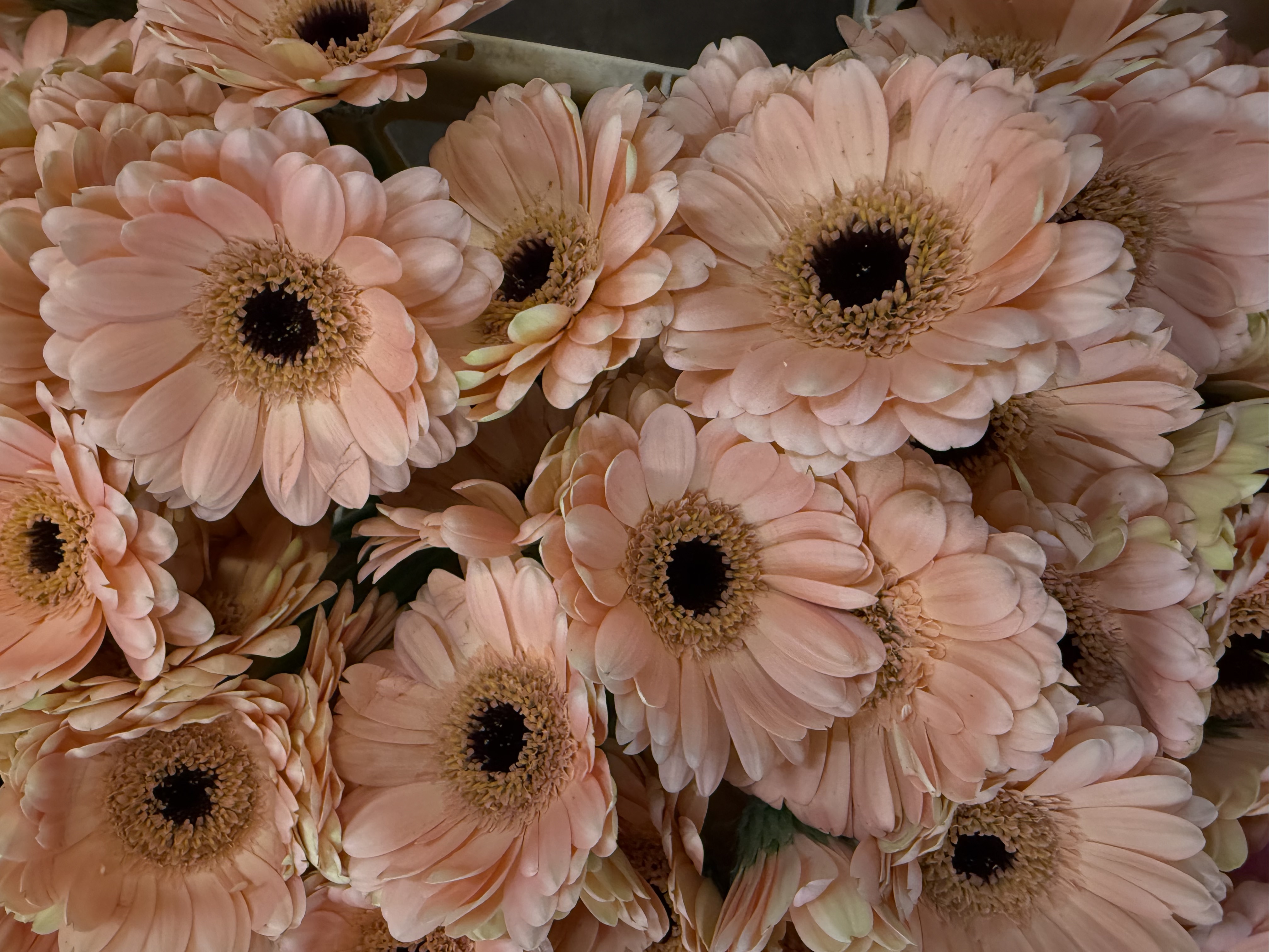 Gerbera M20-011