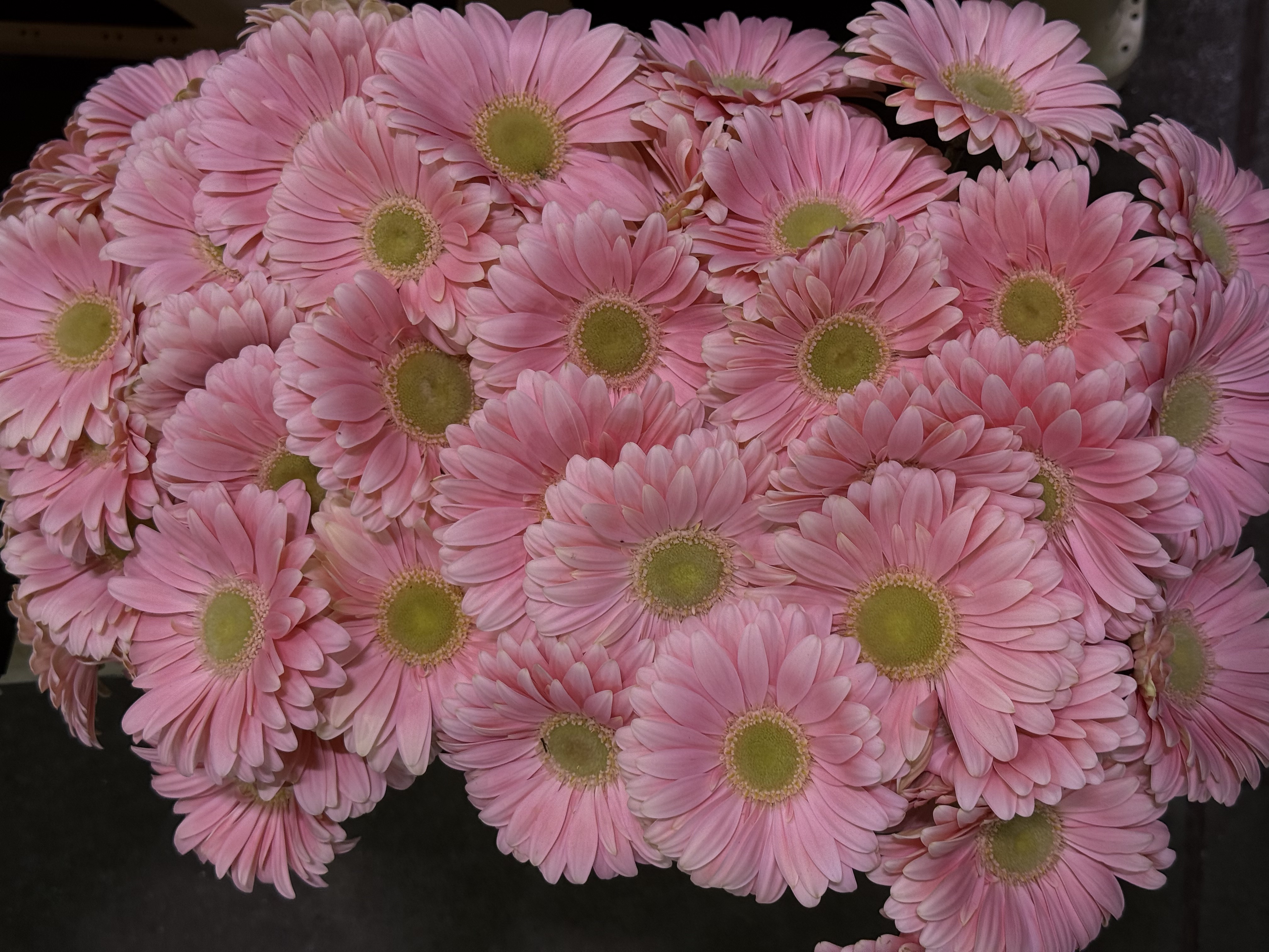 Gerbera M20-016