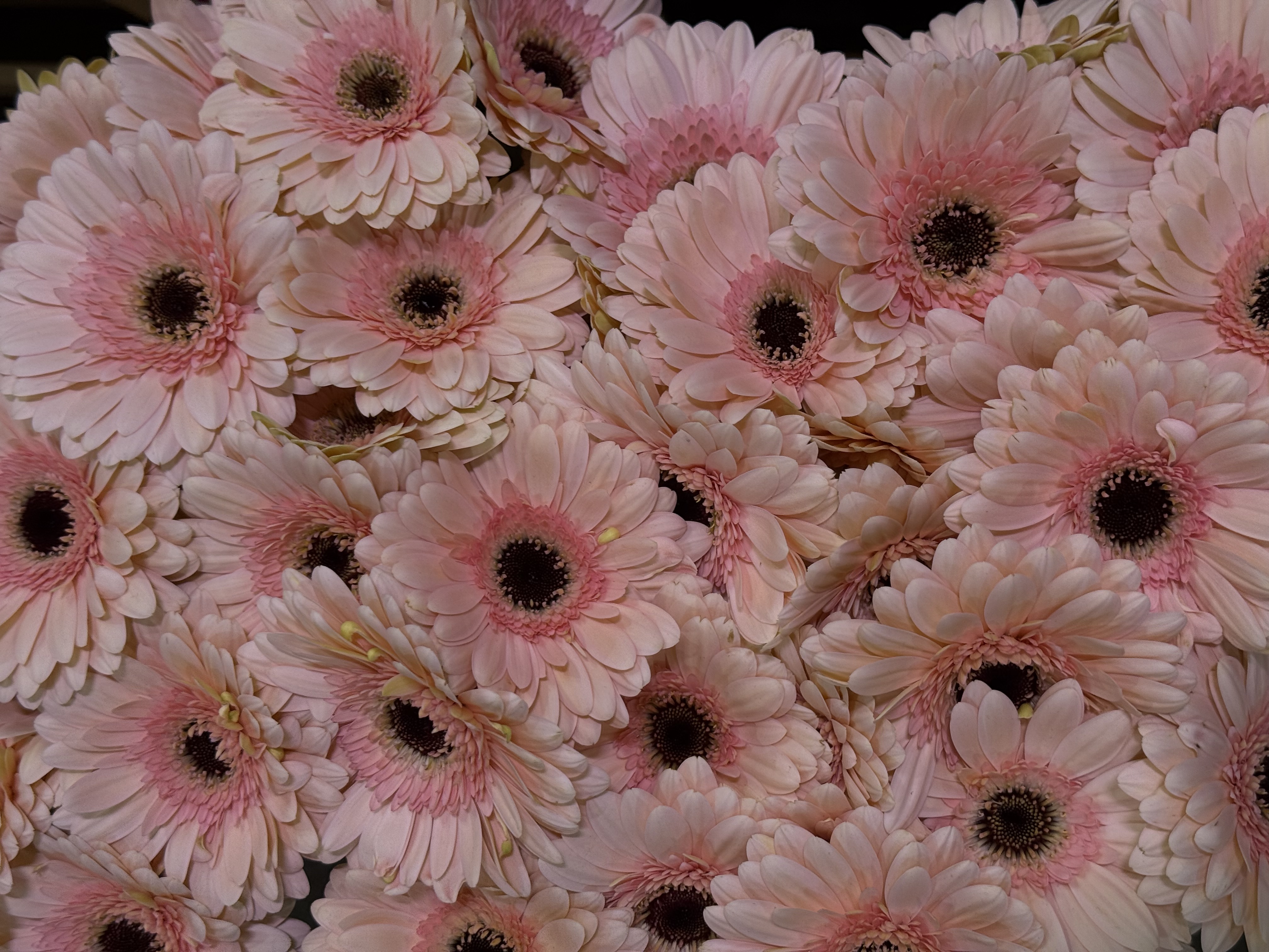 Gerbera M20-017
