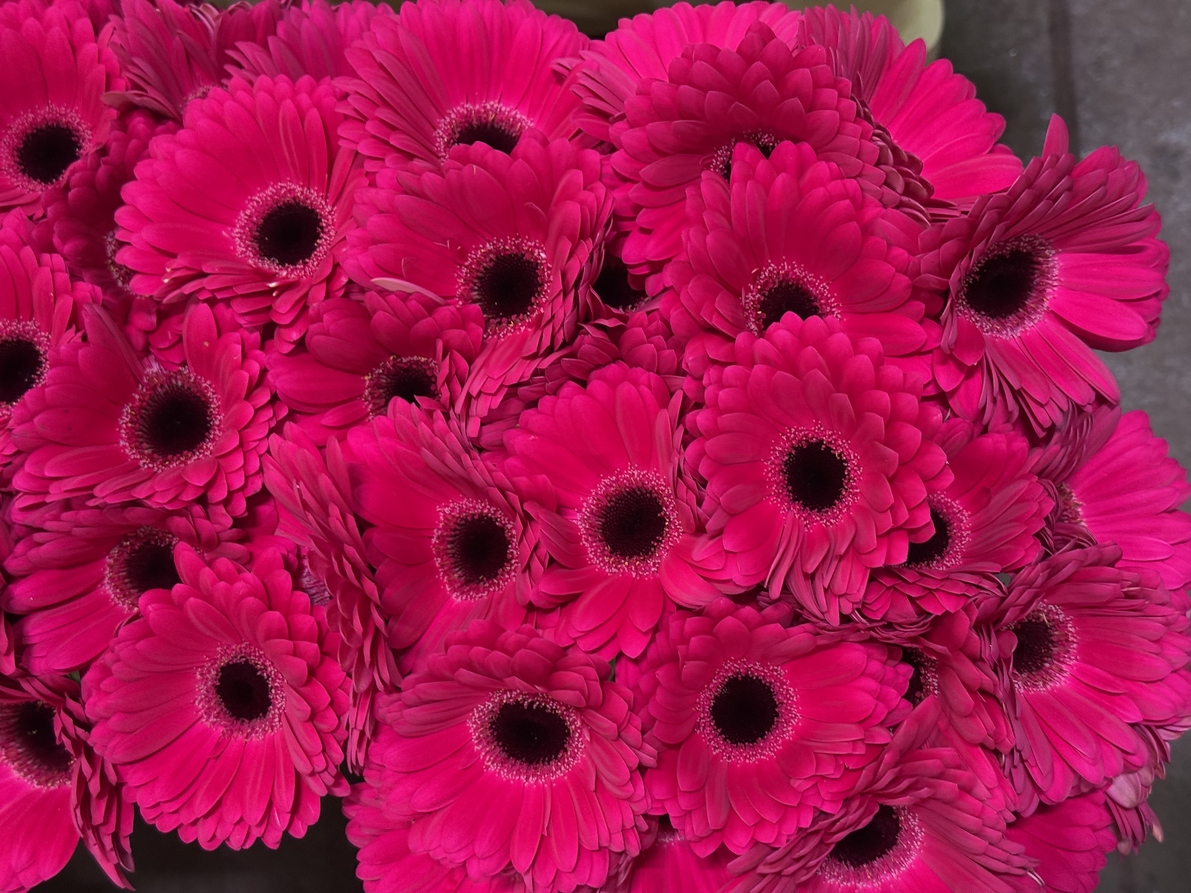 Gerbera M20-019