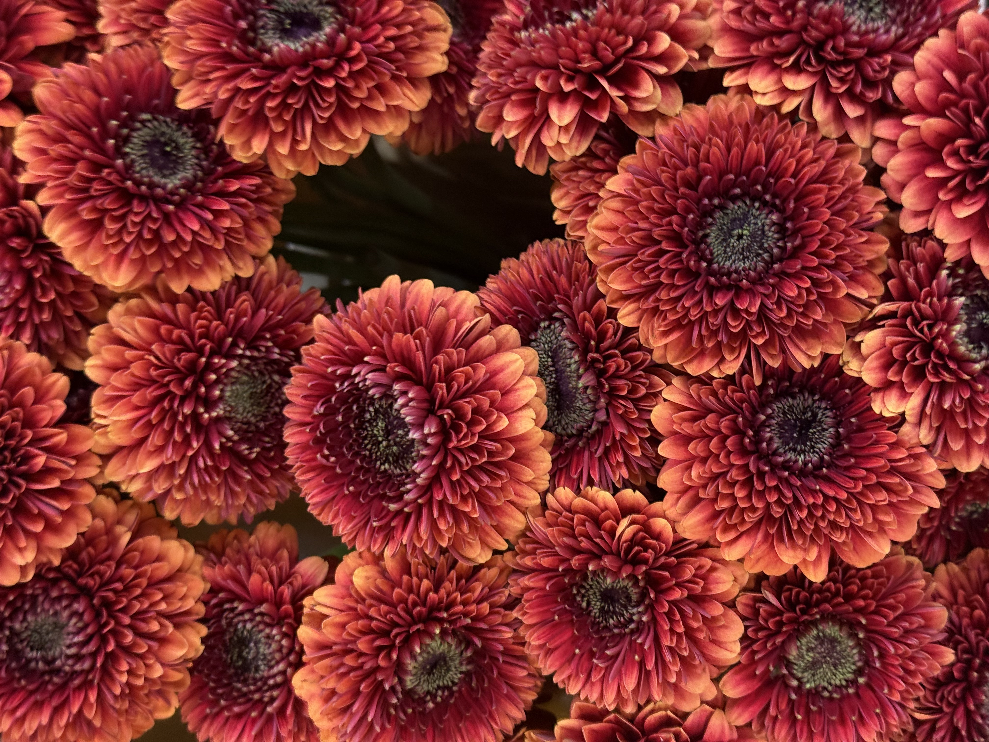 Gerbera M20-020