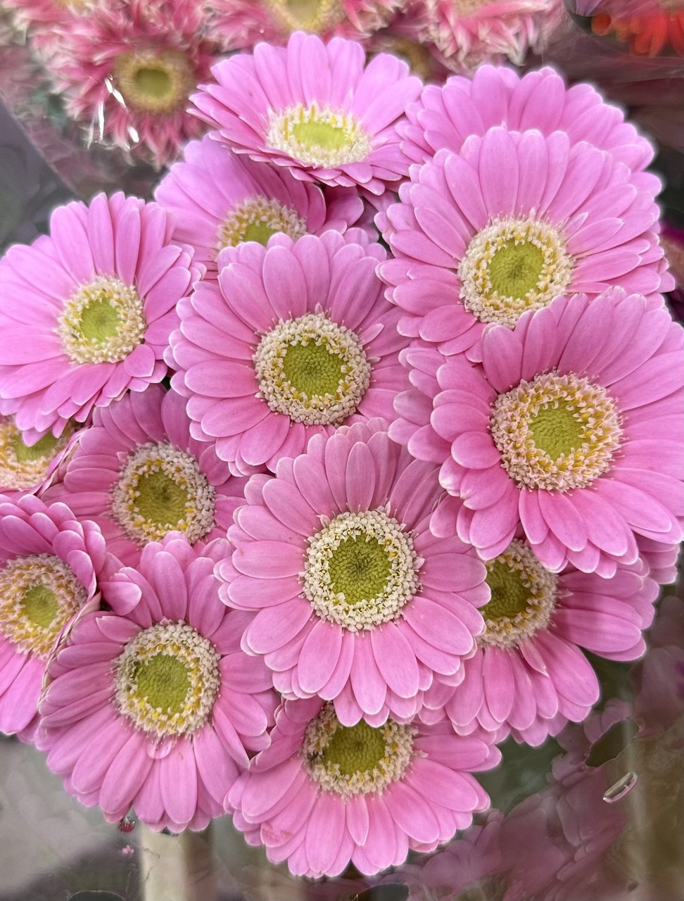 Gerbera M20-005