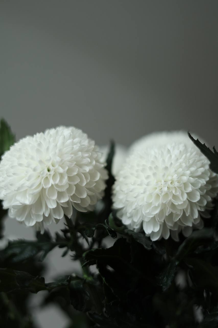 Chryzantema pomponowa biała