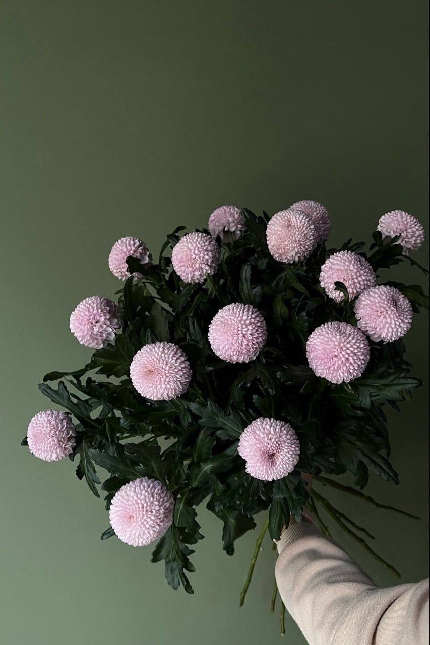 Chryzantema pomponowa srebrnoszara