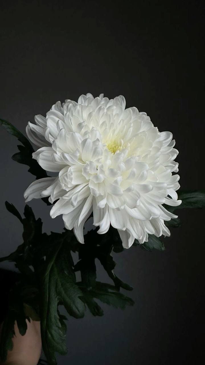 Chryzantema jednogłowa biała