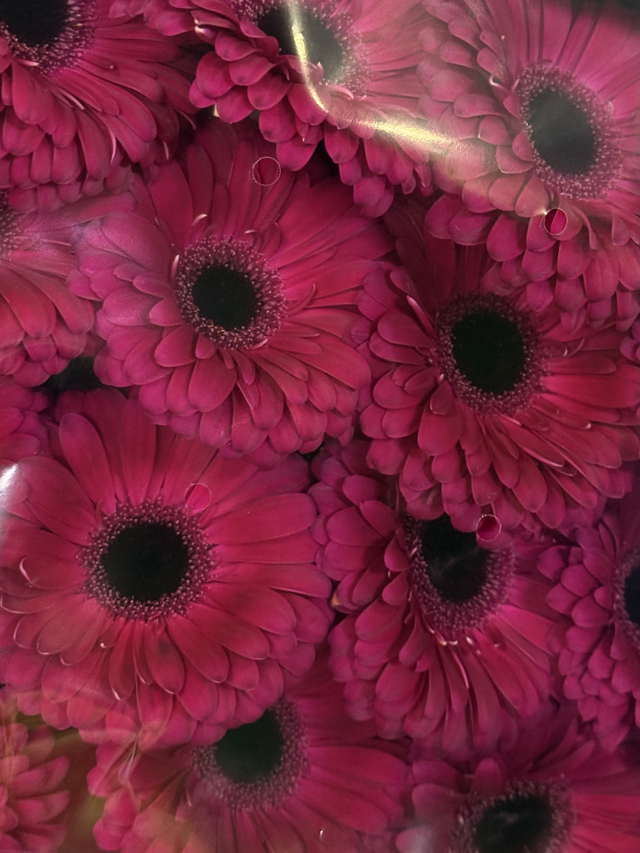 Gerbera L15-001