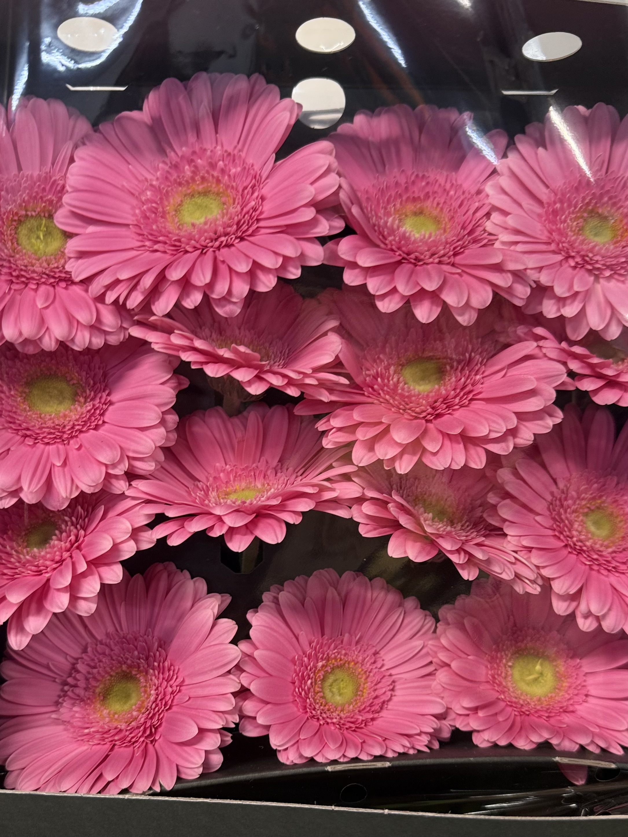 Gerbera L15-008