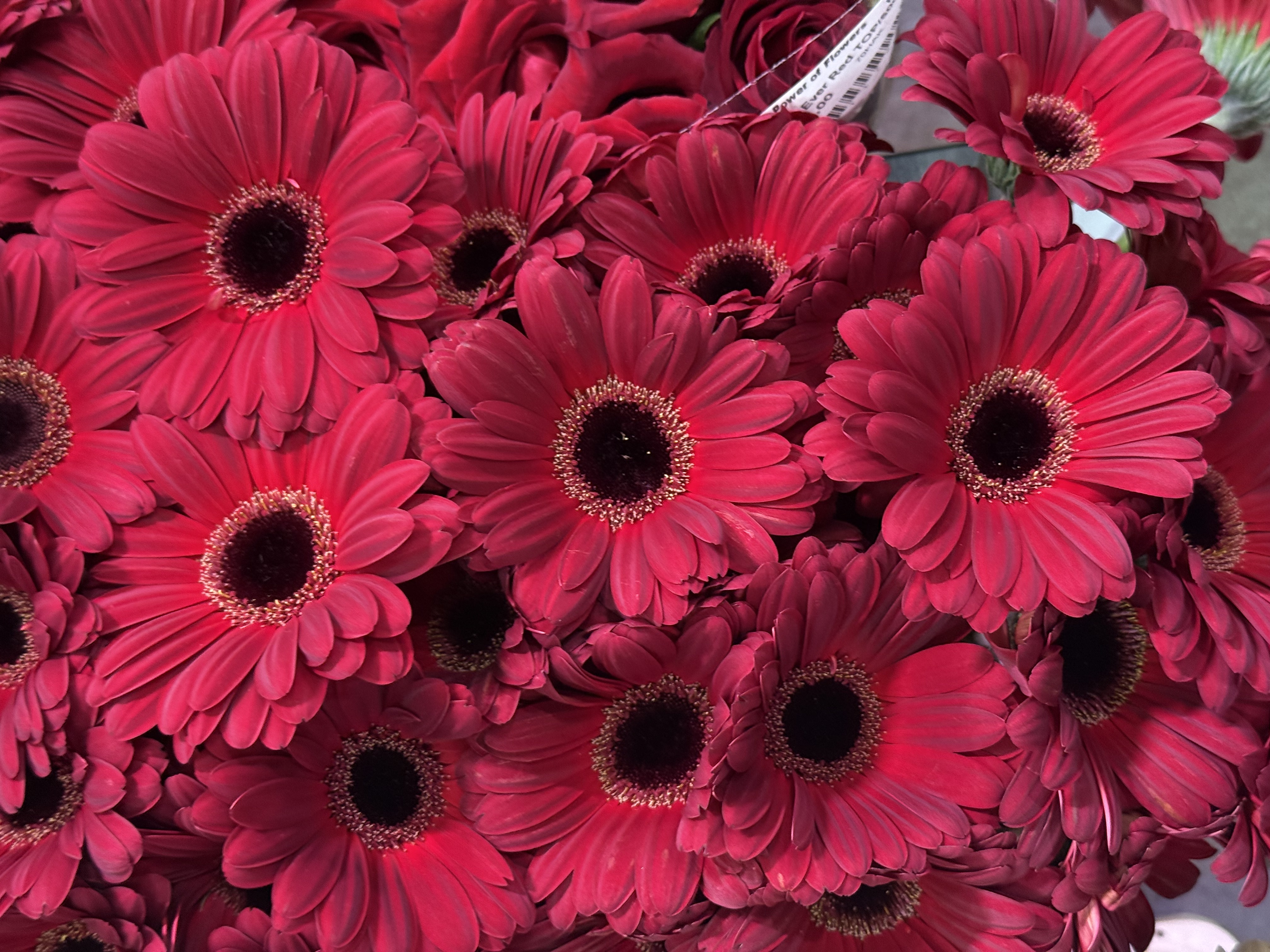 Gerbera L25-003