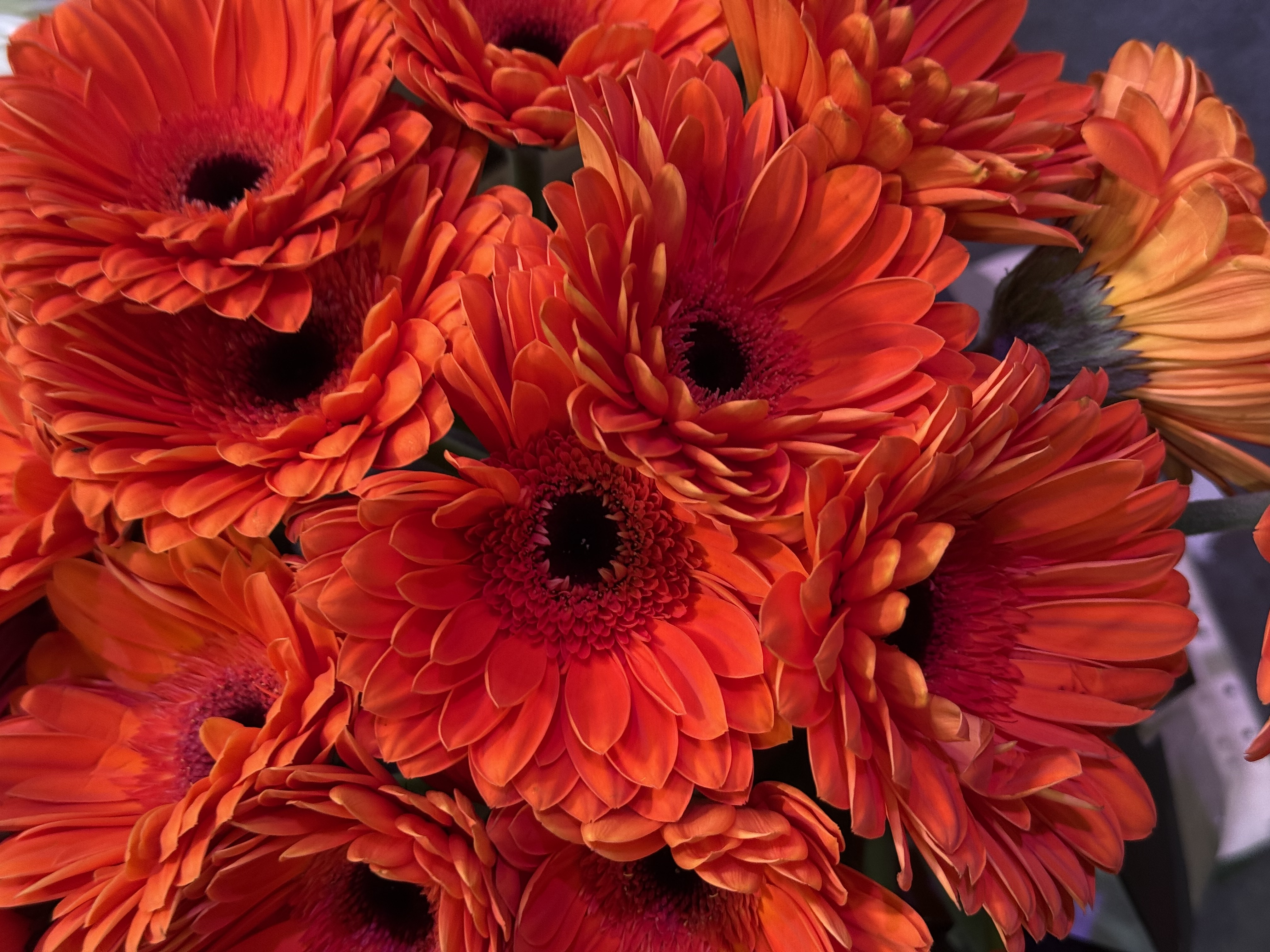Gerbera L25-004